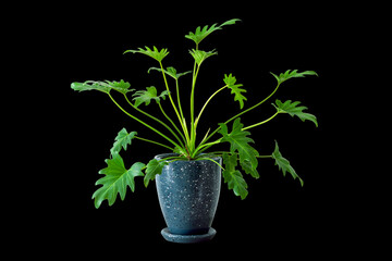 Xanadu. Philodendron xanadu Croat plant in dark blue ceramic pots isolated on black background. Exotic with large green leaves is air purifier plant indoor for tropical minimal design decoration.