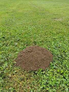 Maulwurfshügel auf einer Rasenfläche, Erdhügel durch Maulwürfe