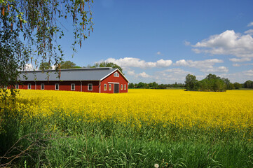 Rape field in summer with red barn