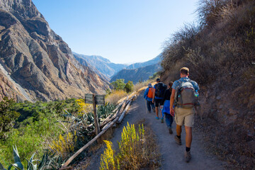 Tourists walk by hiking trail of Colca Canyon - Peru - 442680569