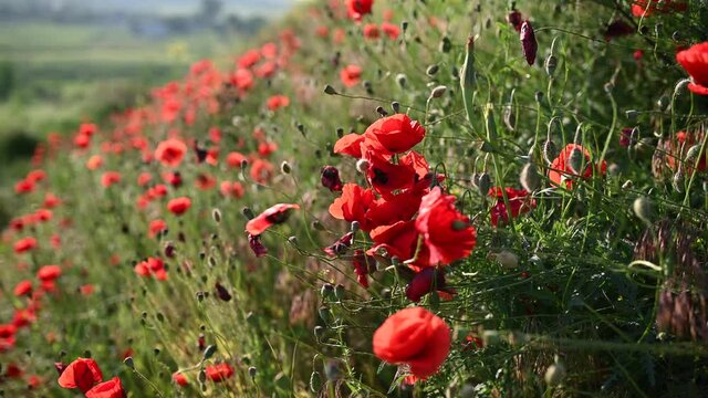 beautiful red poppies in a green field. Large number of colors