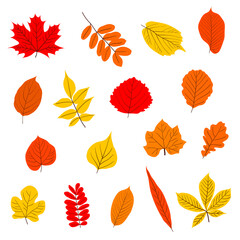 Fototapeta na wymiar A set of autumn leaves. Vector isolated on a white background