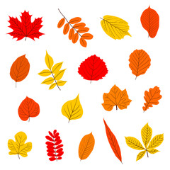A set of autumn leaves. Vector isolated on a white background