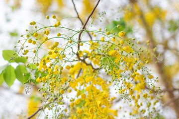 Yellow flowers cluster of Golden shower, Indian laburnum, Pudding-pine tree, Purging Cassia (Cassia Fistula) are blooming on the branches of tree in the garden