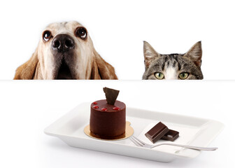Basset hound and kitten with chocolate cake - 442681312