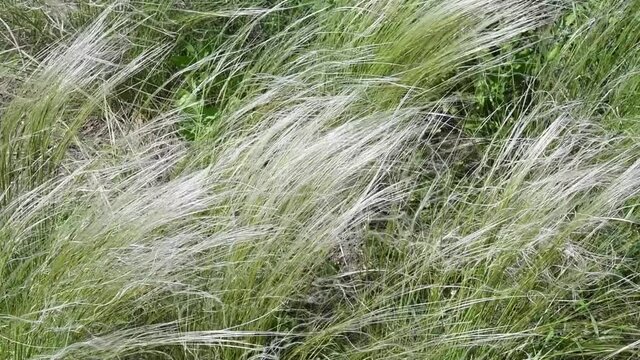Woman hands gently touch wild grass in savanna. Meadow plants sway in wind. Nassella Tenuissima called Mexican feather grass growing in pampas. Slow motion