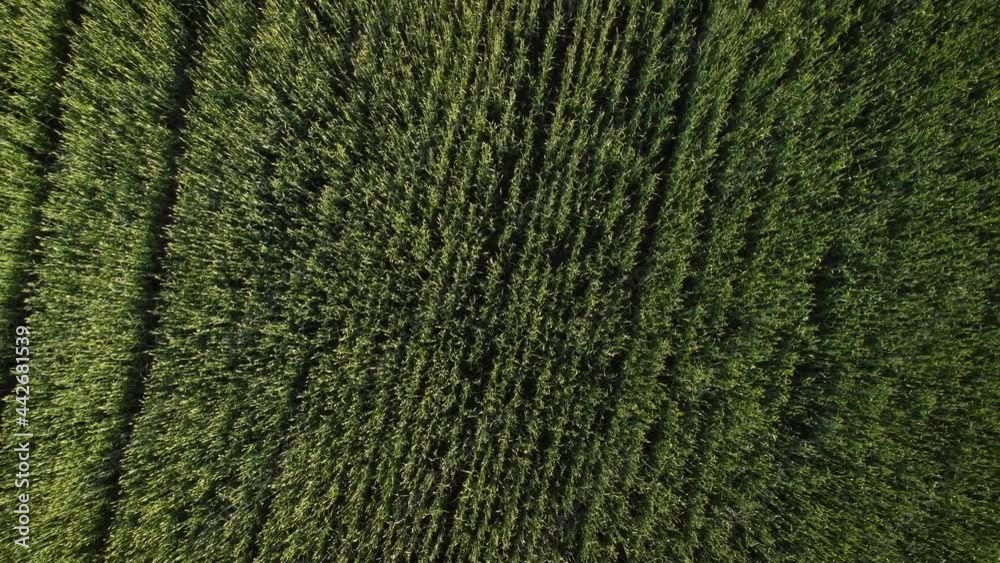 Poster Top-down aerial view of agriculture crop waving on a wind in a countryside. Farmers field with growing wheat, barley or rye in the evening