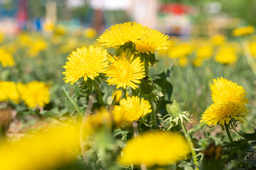 Bright yellow dandelions in green grass, close-up, selective focus. Spring, summer wildflowers. Flowers in the garden