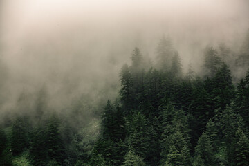 misty morning in the forest