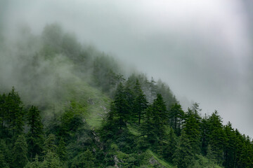 fog in the forest mountains 