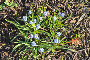Beautiful bright closeup top view of spring tiny light blue muscari (Grape hyacinth) flowers growing in mulched soil with chips, shredded leaves, Ballinteer, Dublin, Ireland. Soft and selective focus