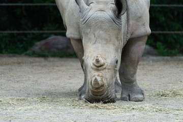 Obraz premium サイ