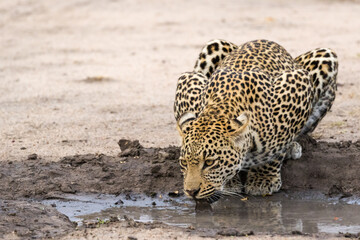 A thirsty leopard, Panthera pardus, drinking water in the Sabi Sand game reserve, South Africa