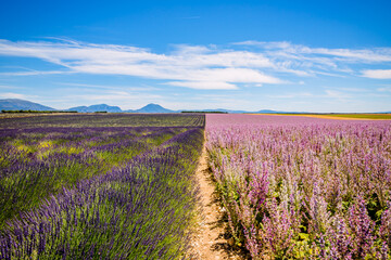 Fototapeta premium Champs fleuris à Puimoisson sur le plateau de Valensole
