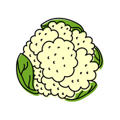 Cauliflower. Vegetable sketch. Color simple icon. Hand drawn vector doodle illustration