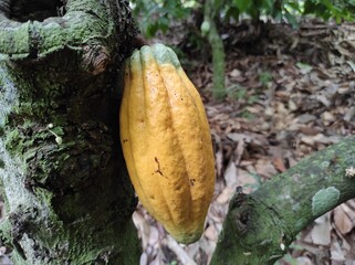 image of cocoa pods, asia tropical cacao pods