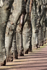 walk way between trees prespective as natural scene