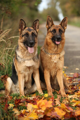 Amazing couple of German Shepherd in autumn