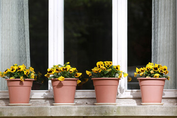 Fototapeta na wymiar yellow flowers pot in a window
