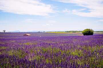 Champs de Lavandes à Puimoisson sur le plateau de Valensole