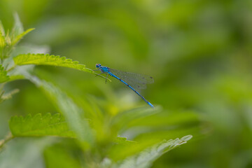 Nahaufnahme einer kleinen, blauen Libelle auf einem grünen Blatt.