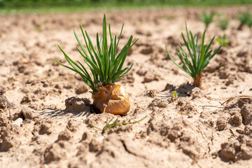 Small onion sprouts growing in the soil 