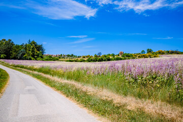 Obraz premium Champ de Sauge sclarée à Puimoisson sur le plateau de Valensole