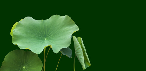 waterlily leaves isolated on white background with clipping paths.