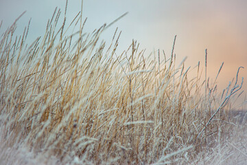 grass in the wind