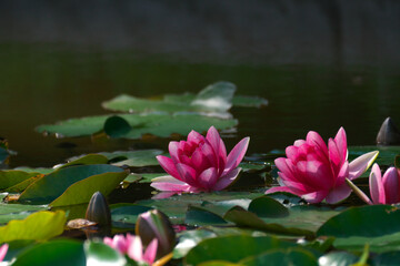 綺麗に咲いた桃色の睡蓮の花達
