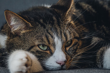 Qu'est ce que la vie de chat peut être compliquée...