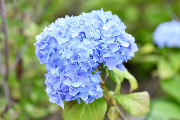 アジサイの群生