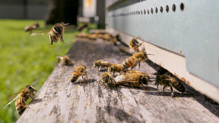 Abeilles butineuses, gardiennes et faux bourdon à l'entrée de la ruche
