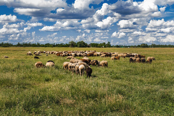 A picturesque landscape against the background of a blue sky with cumulus clouds and sheep in a pasture with green grass. Beautiful summer rural landscape. A flock of sheep in a beautiful meadow. 