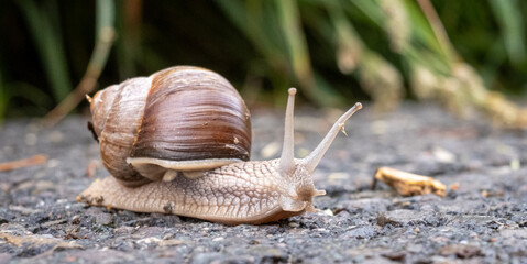 Weinbergschnecke