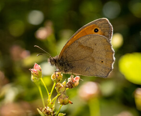 Obraz premium Postillon-Falter