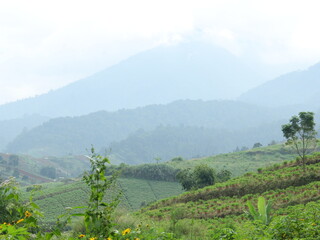 view vegetable plantation in asia with many variants