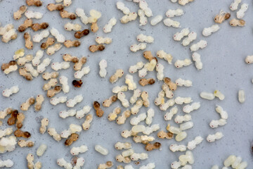 Fototapeta na wymiar ant eggs