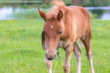 A foal on a shore of a country pond grazing in a lush green grass.
