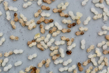 ant eggs