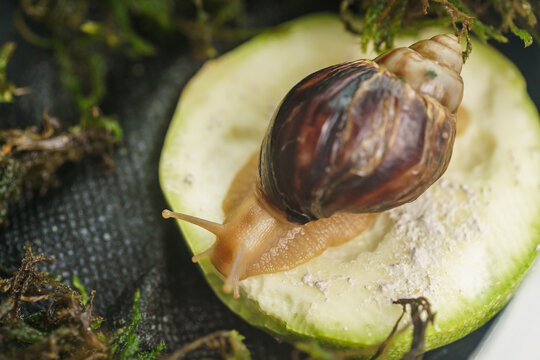 young snail is eating zucchini. Akhatina fulika. A giant African land snail. Pets. The care and care of the Selective focus.