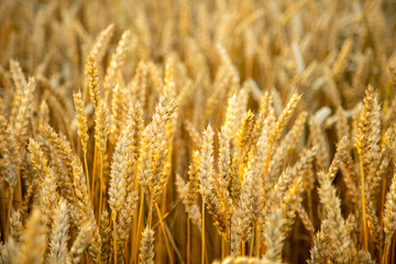 Wide wheat field closeup on a cereal plants. Authentic farm series.