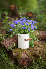 Still-life. Photo of a bouquet of blue cornflowers.