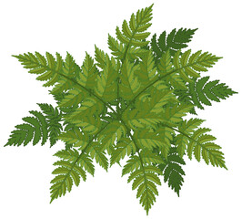 Fern leaves cartoon style isolated © blueringmedia