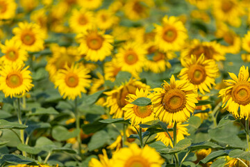 Naklejka premium Sunflowers on the field closeup. Authentic farm series.