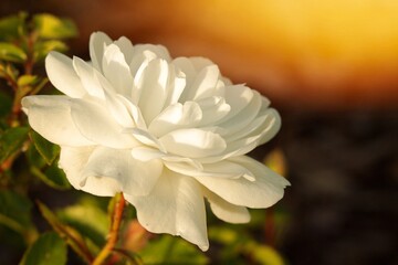 White spring flower in the sunshine.
