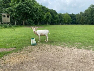 Fototapeta na wymiar white goat on a meadow