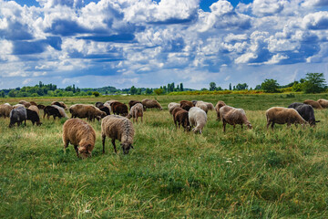 A flock of sheep in a beautiful meadow. A picturesque landscape against the background of a blue sky with cumulus clouds and sheep in a pasture with green grass. Beautiful summer rural landscape. Shee