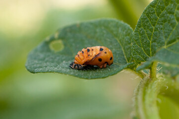 Pupa of ladybug on the leaf of a potato plant