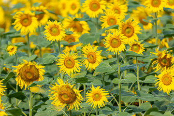 Fototapeta na wymiar Sunflowers on the field closeup. Authentic farm series.